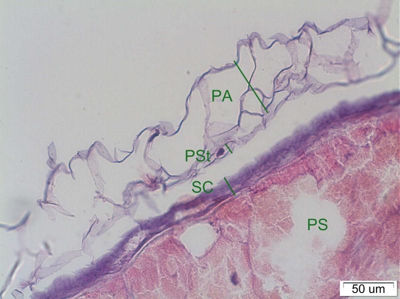 Histological picture of an undamaged outer wall of quinoa seed of sample 1A (white), and 1B (laboratory washed) showing an absent PA layer (HE, 200 x).