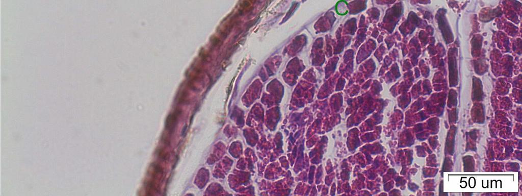 The seed coat (SC) was obvious from the a thickened secondary cell wall and the endosperm (ES) was clearly present (figure 6.