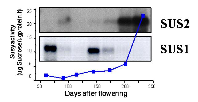 Figure 4. Expression of SUS2 genes and Susy activity (from Figure 3) in coffee pulp under development.