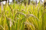 irrigated), wheat (irrigated), Dicoccum wheat.