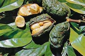 "Kola Nut Plant." Encyclopedia Britannica Online. Encyclopedia Britannica. Web. 17 June 2015. Commodities produced in this zone are gold and the kola nut (a mild stimulant).