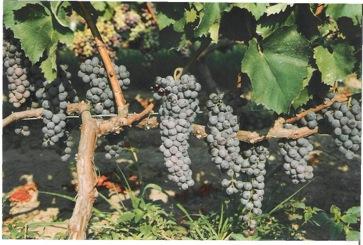 THE VINE Fickle and difficult to grow, Xinomavro is a very vigorous and productive variety.