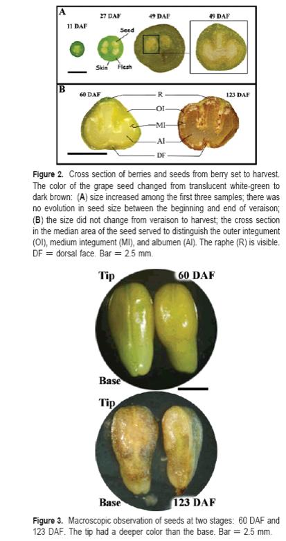 PHENOLIC RIPENESS IMPORTANT * Seed ripening monomers