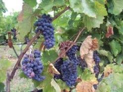 soil, climate and viticultural