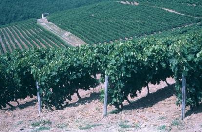 Naoussa Latitude 40-41 o N The viticultural zone of Naoussa lies at an altitude