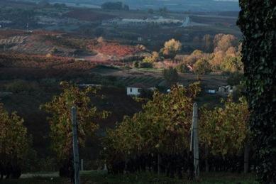 XINOMAVRO CHARACTERISTICS AMONG ZONES At lowest altitude level, in Trilofos-Stenimachos, on deep soils, the harvest is earlier and grapes suitable for light red wines while Fytia is the latest