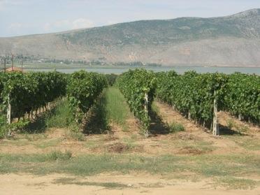 Amyndeon Latitude : 40,39 N, at the cooler edge of Greek viticulture.