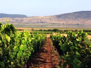 At present, PDO Amyndeon vineyard has a total area of about 650 ha.