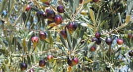 The first young olive trees were planted in three different places.