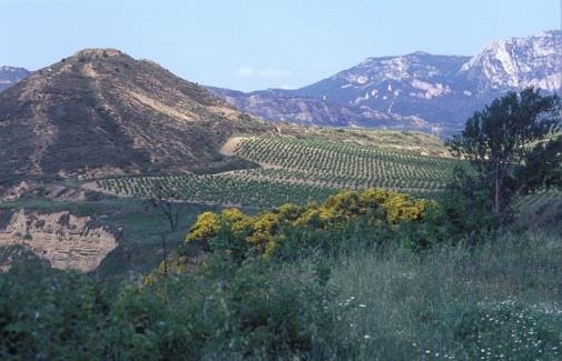 ) Since 1987, they have sought to establish a unique expression of Rioja, based on 17 different vineyards of old vines in poor soils (a mixture of sandstone and clay/limestone) all with long