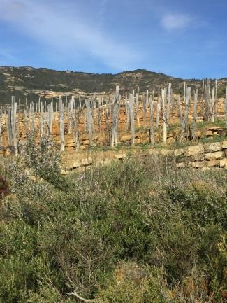 In las Beatas, they will attempt a vineyard Grand Cru a significant, emotional wine of place. According to the Consejo Regulador this is an illegal, experimental vineyard.