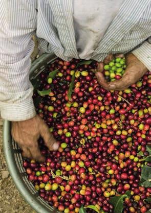 While Fairtrade is providing a safety net to some farmers and workers, many more are still unable to get a fair deal for their crop, and are struggling to support their families.