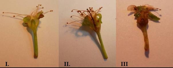 of infection frequency of infection index number of cultivars tested within the selection scale of flower infection (I.