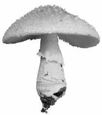 Addition to the knowledge of Amanita