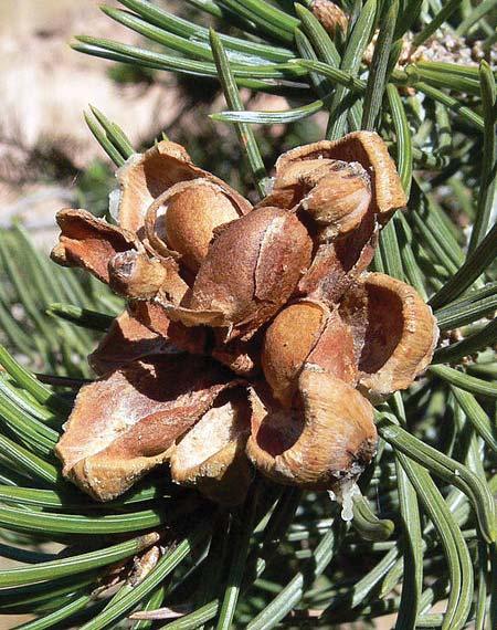 Part I Introduction to Pinyon Pine and Mast Seeding Pinyon pine (Pinus edulis) is a semi-arid pine species that is common throughout the southwestern United States.