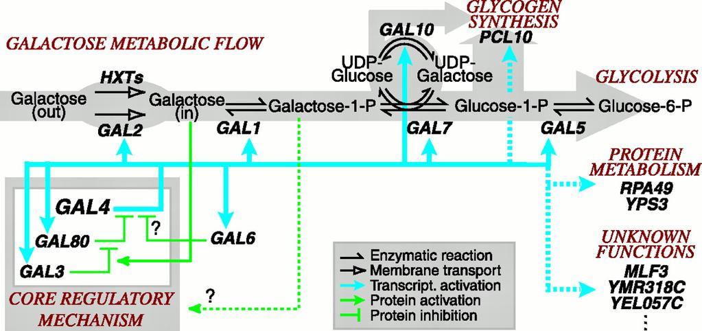 Galactose metabolism is tightly regulated in S.