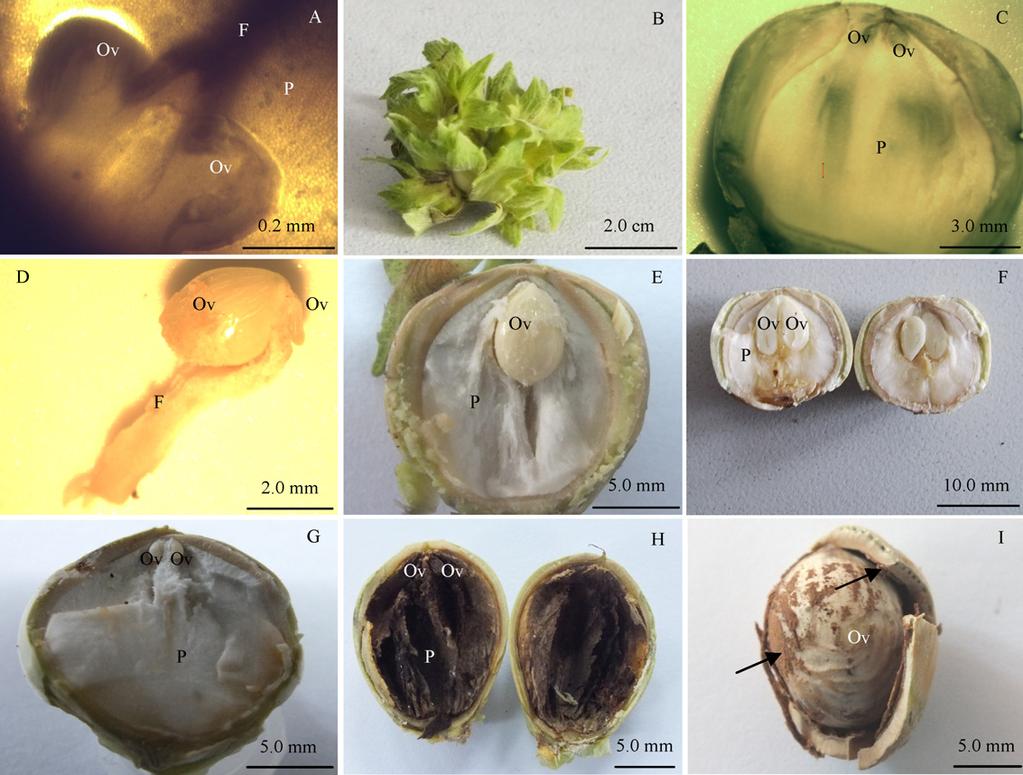 J. Liu et al. / Scientia Horticulturae 136 (212) 128 134 131 Fig. 2. Ovule filling and blank fruit formation.