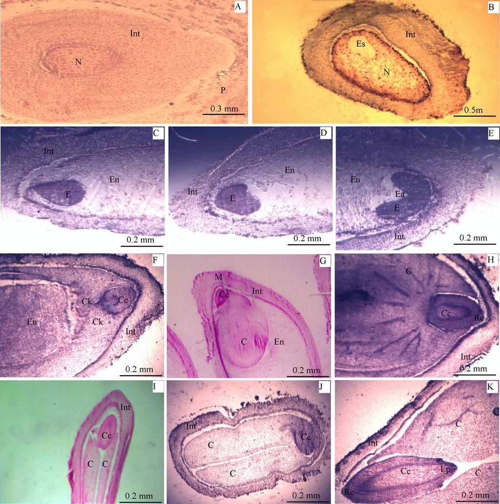 132 J. Liu et al. / Scientia Horticulturae 136 (212) 128 134 Fig. 3. Microstructure of the ovule and embryo. (A) Nucellus endosperm formed, 17 June. (B) Nucellus with embryo sacs, 22 June.