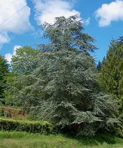 , Cedar (Pinaceae) atlantica, Atlas-Cedar Origin: Algeria, Morocco. Majestic conifer with conical-upright habit.