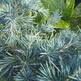 deodara Feelin Blue Origin: Holland. Recently obtained conifer that grows upright with the branches weeping at the ends.