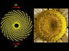 Figure: In most daisy or sunflower blossoms, the