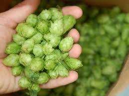 Effect of Dry Hopping Wonderful for aroma! Terrible for clarity!