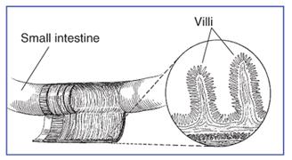 Gluten is found mainly in foods but may also be found in everyday products such as medicines, vitamins, and lip balms. The small intestine is shaded above.