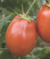 Grafted Beefsteak Bright-red, slightly ribbed 4-5" heirloom has delicious, sweet flavor.