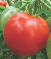 Grafted Sun Sugar Delivers abundant candy-sweet orange cherry tomatoes with high levels of sugar