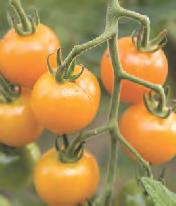 0047-5662 Grafted Stupice Extra early, cold-tolerant heirloom produces 2" red fruits with good,