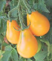 0047-5664 Grafted Sweet Million Sweet, bright red cherry tomatoes produced in large clusters over a long