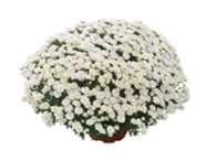 WHITE ASTERS COMBOS - MEGA50