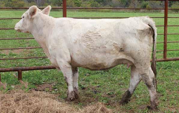 Atlantic Elite Charolais Sale 15 707B is a sound, moderate type female. She is a outcross pedigree from one of our strongest cow families.