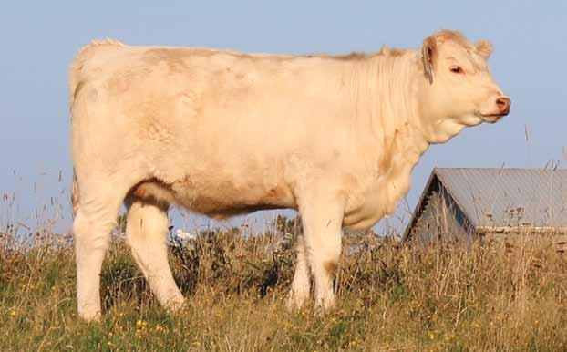 Maritime Charolais Association 1 If you re looking to add a polled, low-birthweight Charolais female to your herd with above-average milking potential, then Emma is the girl for you.