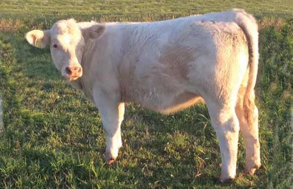 Atlantic Elite Charolais Sale Eleanor is the pet of this years calves, sired by McTavish Granite. The 2013 Senior Bull Calf Champion at the Canadian Western Agribtiion.