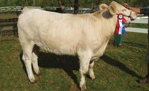 Maritime Charolais Association 5 Sired by the easy calving Allstar 12A. Denver 3D has an excellent disposition, junior 4H champion at local exhibition. Background A. Sparrows genetics.