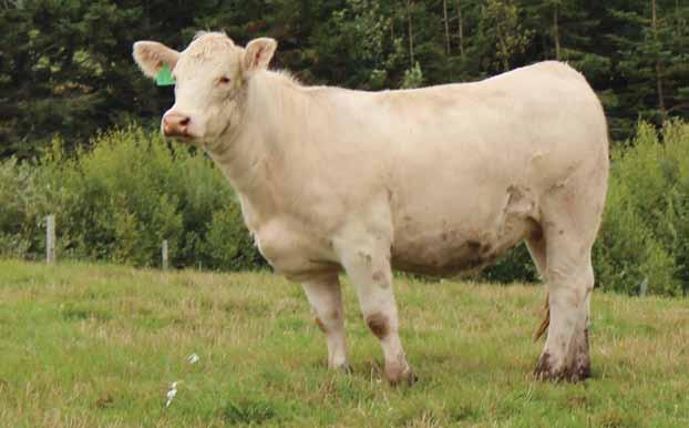 Atlantic Elite Charolais Sale 7 This polled, bred yearling is due to calve on December 24, 2017, to the AI sire WR Wrangler; a proven, calving ease leader in the Charolais breed.