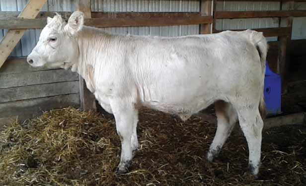 Maritime Charolais Association 9 A select heifer from our 2017 calf crop, out of one of our show string heifers who has done very well in our herd. This heifer s sire is home raised bull out of Dr.