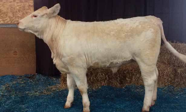 Atlantic Elite Charolais Sale This heifer comes from a strong mother with lots of milk and large frame. She will make a great foundation to your herd.