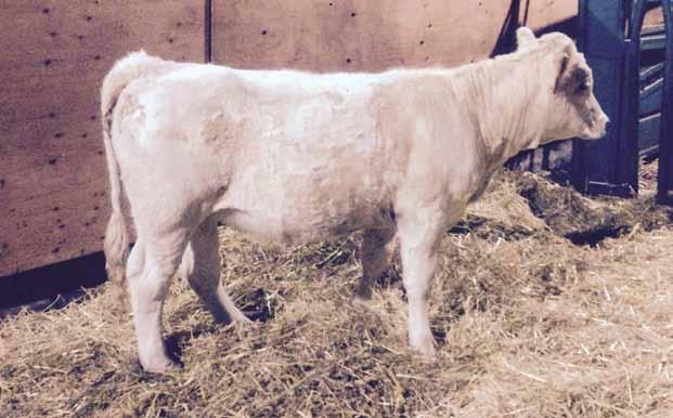 Lady Fane charolais 13 13 EATONS PERFORMER 6709 EATONS PREDICTOR 9230 EATONS MISS BIG SANDY LT WESTERN SPUR 2061 PLD LT WYOMING WIND 4020 PLD MAIDEN S BREEZE 8242P LT UNLIMITED MAIDEN 1131 MERIT