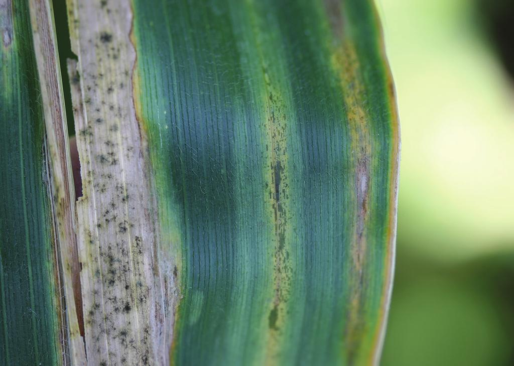 Goss s Bacterial Wilt and Leaf Blight of Corn by Laura Sweets After several years of speculation about the occurrence of Goss s bacterial wilt and leaf blight of corn in Missouri, the disease has
