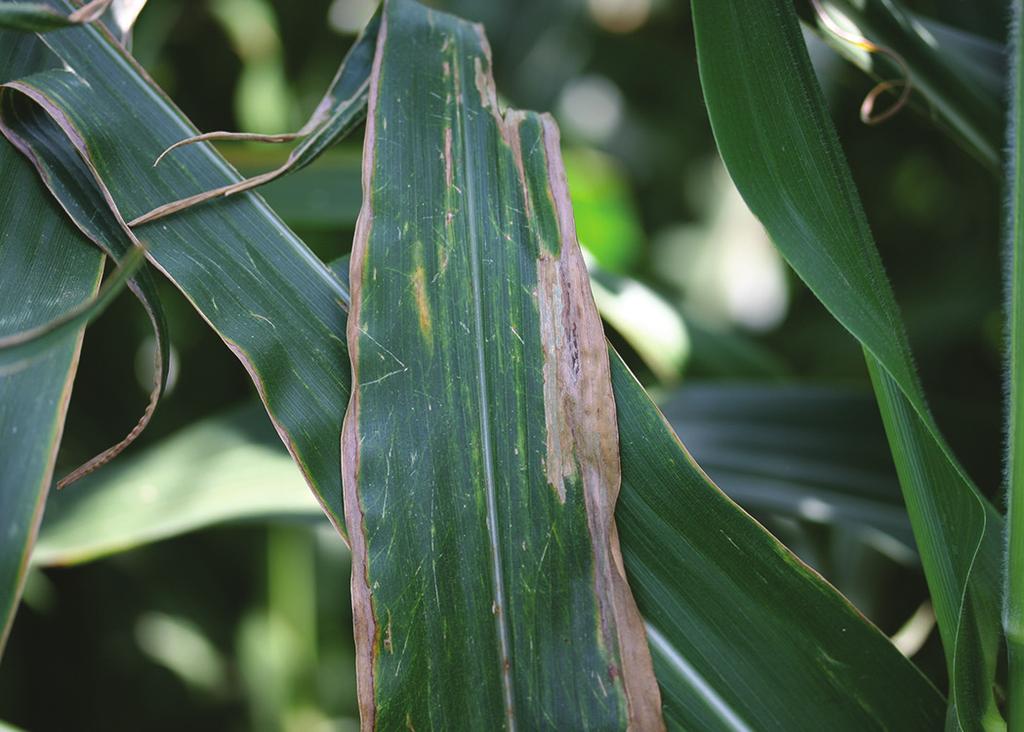 When the leaf sample was submitted to the University of Missouri Plant Diagnostic Clinic, there was very pronounced bacterial streaming from affected tissues.