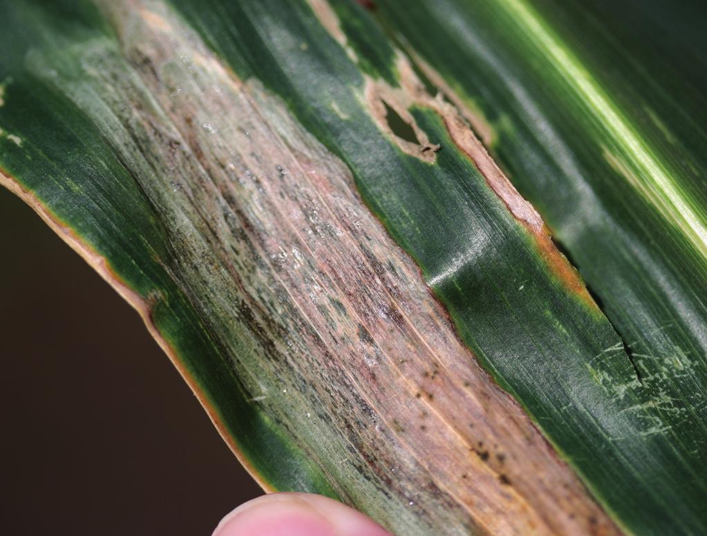 Goss s Bacterial Wilt and Leaf Blight of Corn - continued by Laura Sweets Yield losses will vary depending on susceptibility of the hybrid, timing of infection (infection early in the season may