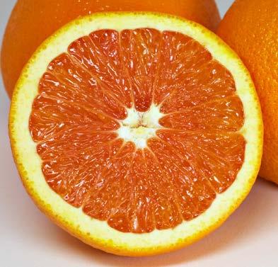 What is citrus?