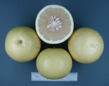 Grapefruit Varieties White Duncan oldest (1830s) and still the best, very seedy, matures Dec May Marsh old