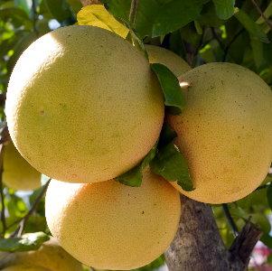 Grapefruit General Information The name grapefruit refers to the fruits tendency to be borne in small clusters like grapes The red color in some grapefruit is due to lycopene