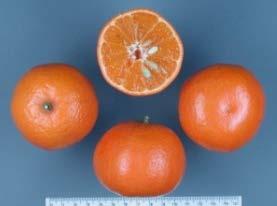 appearance, seedless if