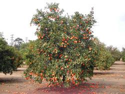 Mandarins Hybrids Tangelos
