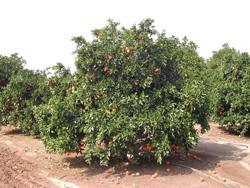 Sweet Orange (fresh) Navel Most common variety is