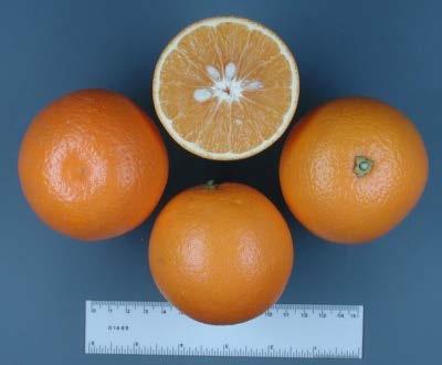Sweet Orange (processing) Hamlin Seedling found in 1879 near Deland Most commonly grown early-season orange in Florida Primarily grown for juice, tends to produce small fruit Has good flavor, but